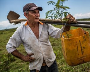 La primera medida de Edilson fue plantar cercas vivas, uno de los arreglos de sistemas silvopastoriles diseñados para proteger el ganado. Los resultados fueron muy exitosos.