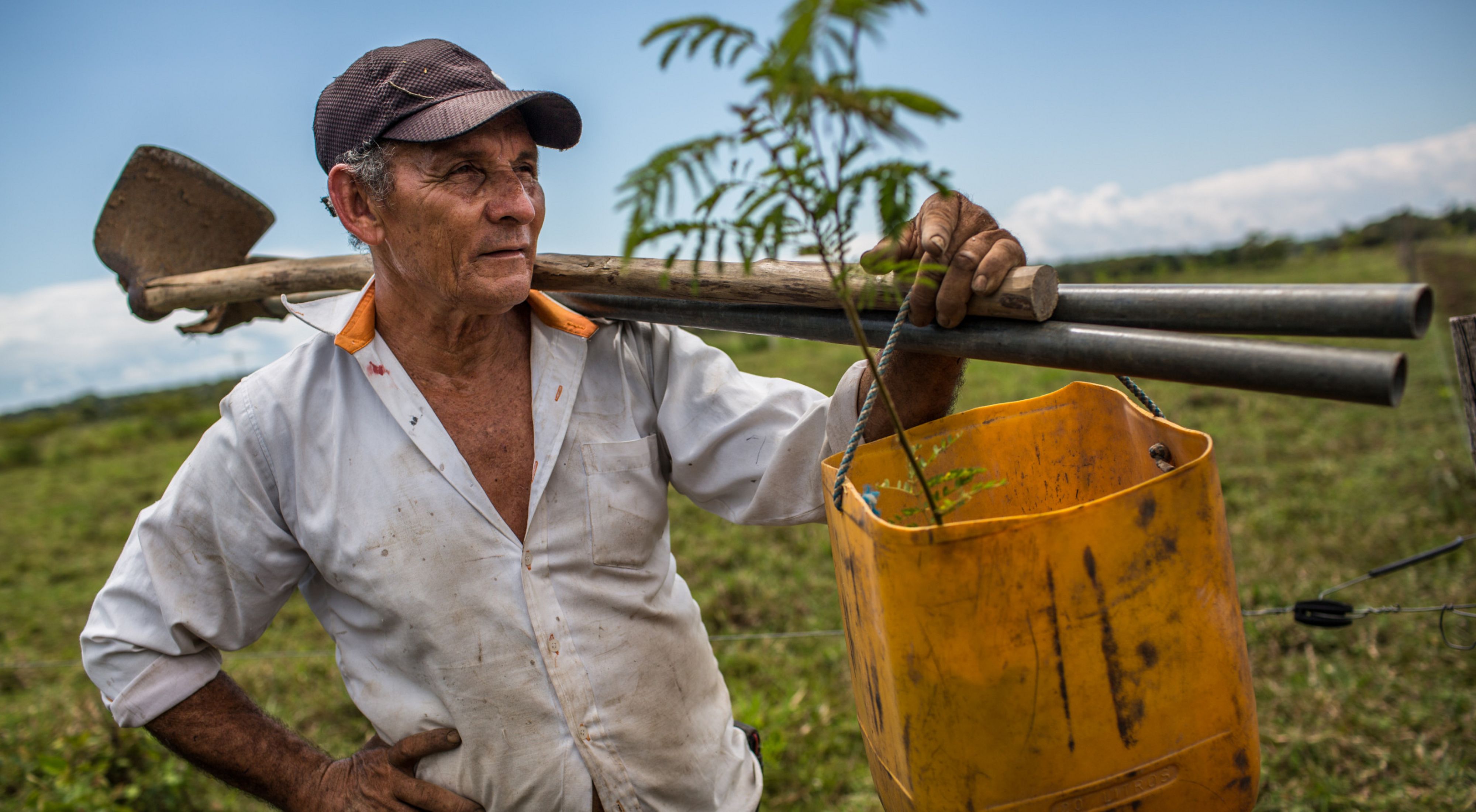 La primera medida de Edilson fue plantar cercas vivas, uno de los arreglos de sistemas silvopastoriles diseñados para proteger el ganado. Los resultados fueron muy exitosos.