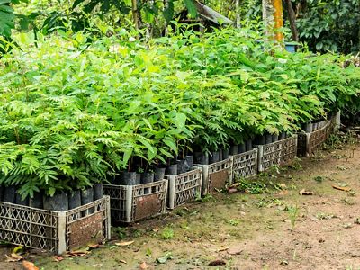 A trey full of seedlings ready to be planted.