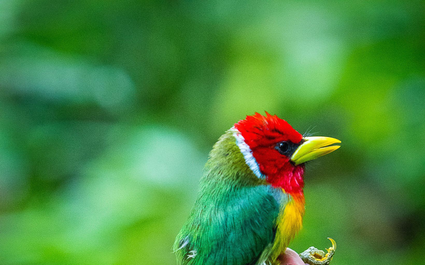 Monitoreos de biodiversidad Se registraron 522 especies de aves que se beneficiaron con las implementaciones del proyecto en las 5 áreas donde se ejecutó. © TNC Colombia