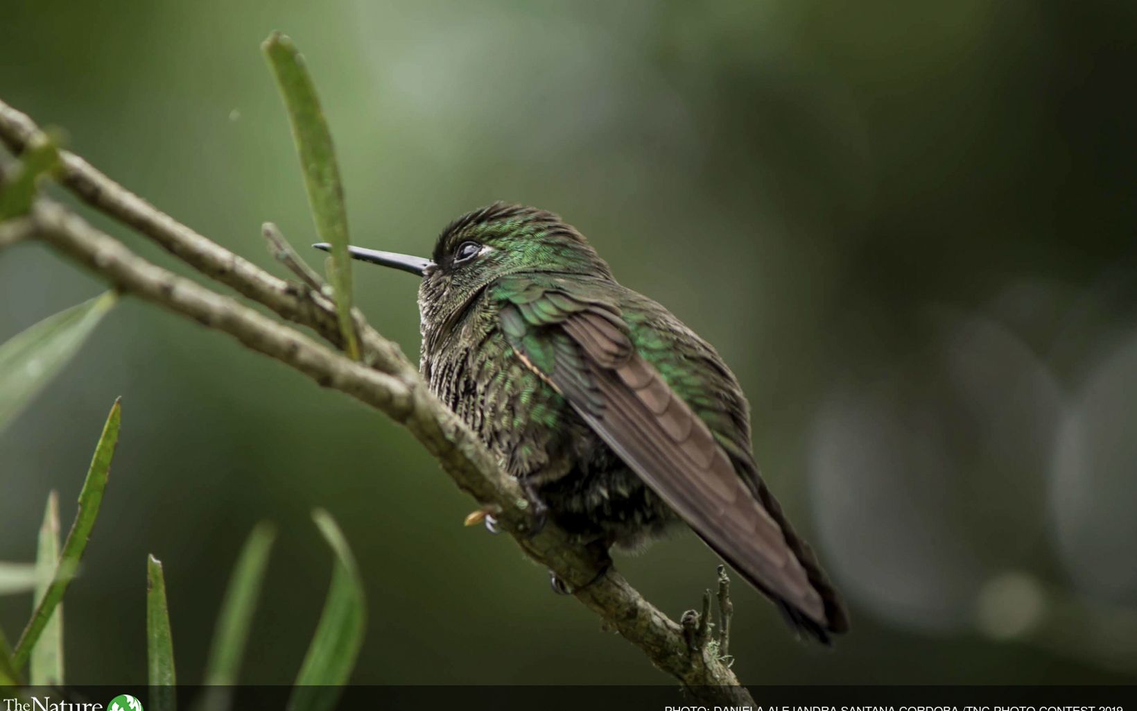 
                
                  Monitoreos de biodiversidad Se registraron 522 especies de aves que se beneficiaron con las implementaciones del proyecto en las 5 áreas donde se ejecutó.
                  © TNC Colombia
                
              