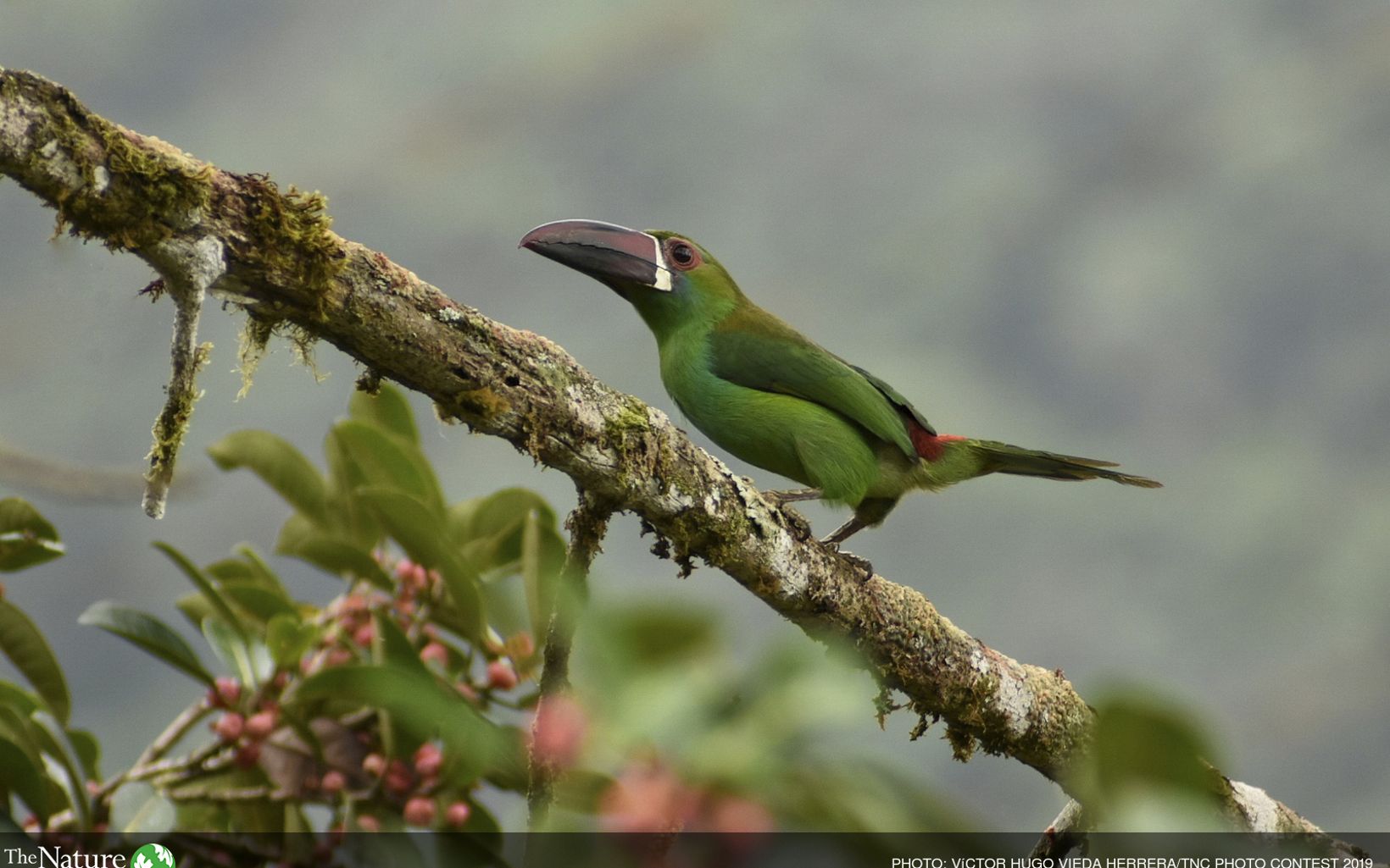 
                
                  Monitoreos de biodiversidad Se registraron 522 especies de aves que se beneficiaron con las implementaciones del proyecto en las 5 áreas donde se ejecutó.
                  © TNC Colombia
                
              