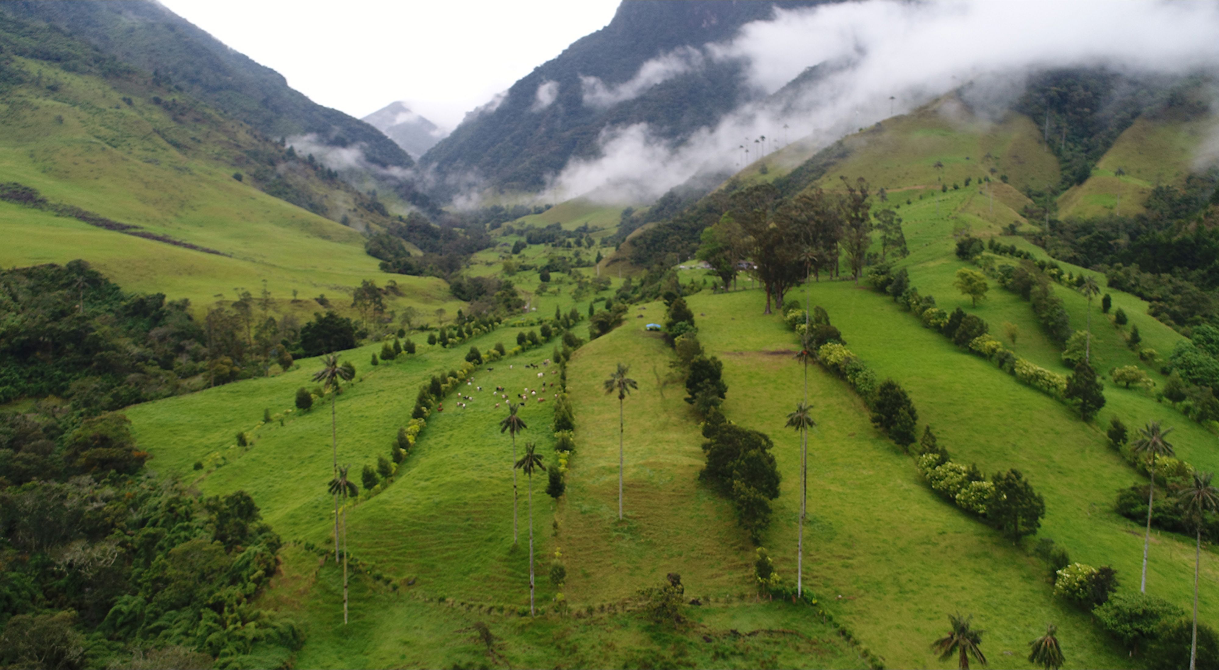 Este predio ganadero en Quindío, Colombia, divide sus áreas con cercas vivas, planificando el suelo que aprovechará de manera responsable. Imagen de dron de monitoreo.