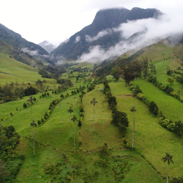 Este predio ganadero en Quindío, Colombia, divide sus áreas con cercas vivas, planificando el suelo que aprovechará de manera responsable. Imagen de dron de monitoreo.