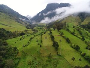 Este predio ganadero en Quindío, Colombia, divide sus áreas con cercas vivas, planificando el suelo que aprovechará de manera responsable. Imagen de dron de monitoreo.
