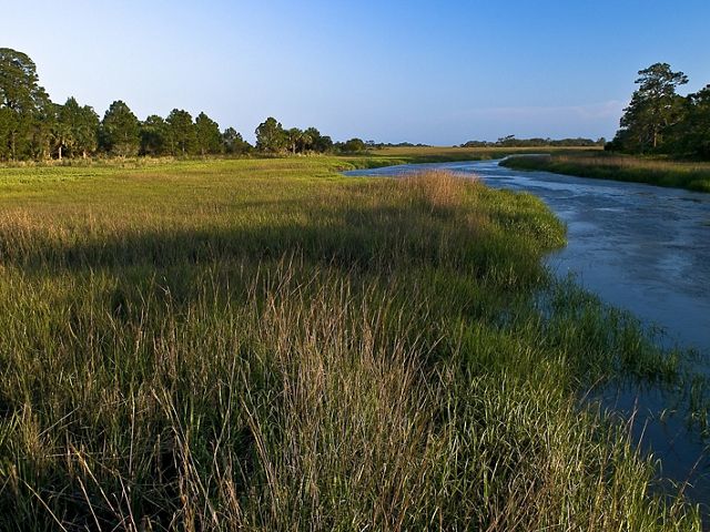 A tidal creek runs through marsh grasses.