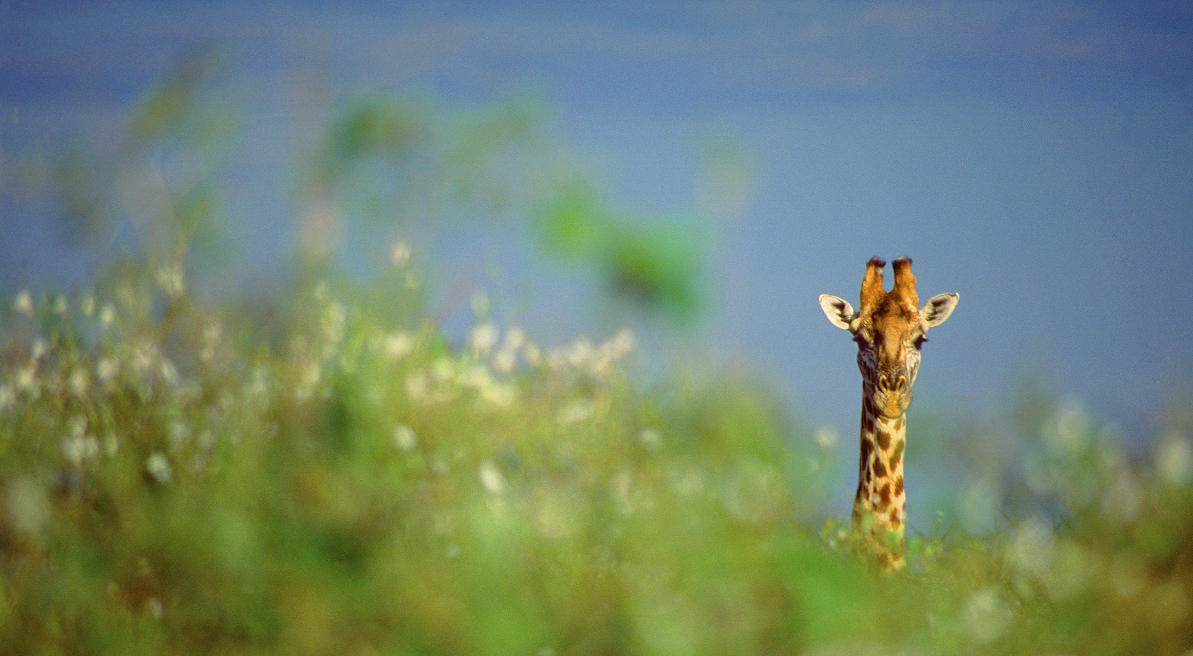 focus on giraffe head and neck looking at camera above bushes and trees blurred in the foreground
