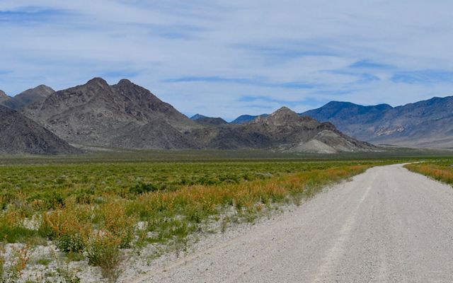 Native globemallow plants along a dirt road in Nevada 