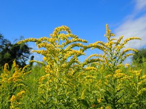 Bright yellow goldenrod plants are against a blue sky background.