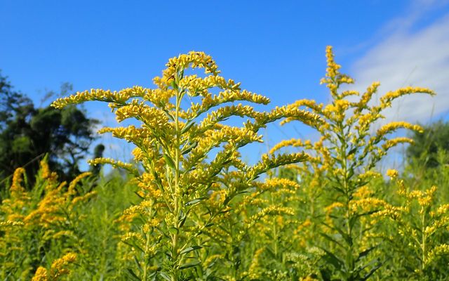 Yellow goldenrod flowers against a bright blue sky.