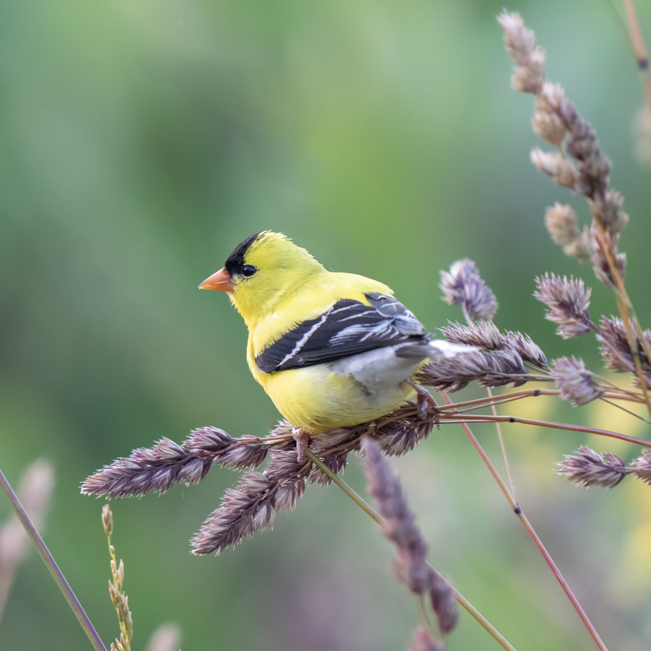 A yellow bird with black markings on its wings and head sits on a brown plant.