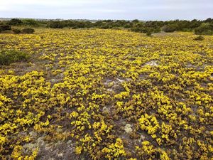 A wide, flat beach dune covered with yellow flowers blooming on low shrubss 