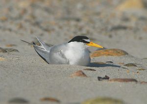 A small tern with pointed gray wings, a white breast, black cap and long, yellow bill rests on the sand