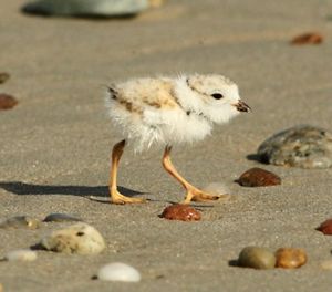 A tiny piping plover chick resembles a cotton ball on toothpicks on a sandy beach.