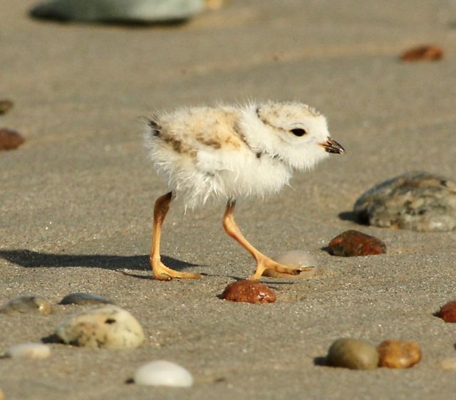 Goosewing Beach Preserve | The Nature Conservancy in Rhode Island