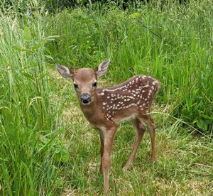 A young deer with white spots on its brown coat, standing in a narrow path though tall, green grass.