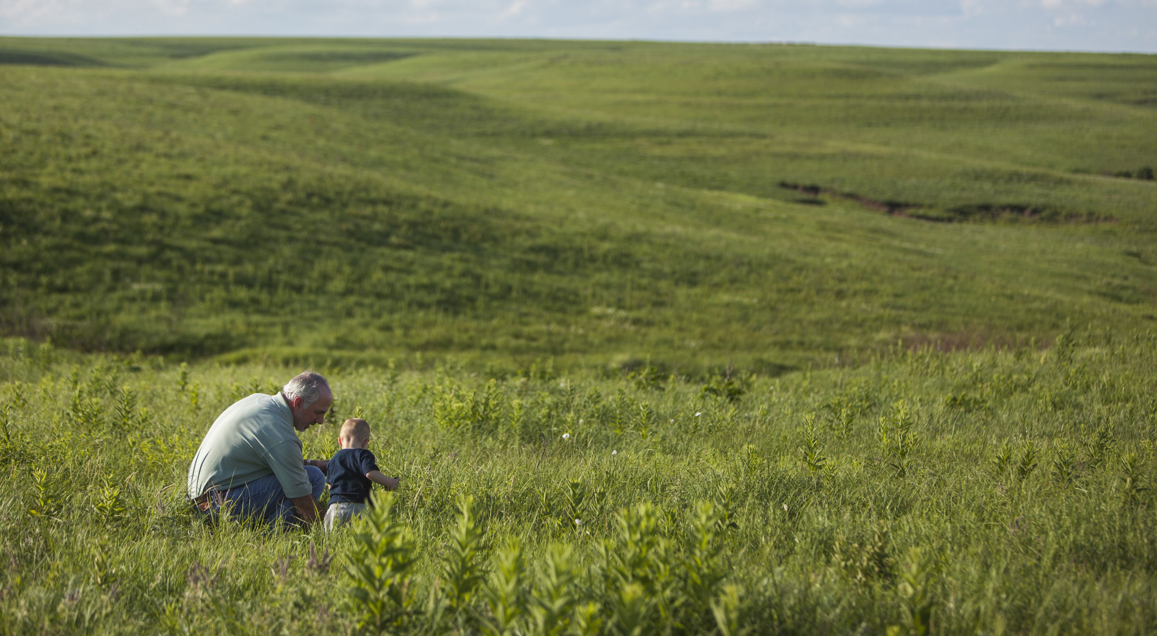 A grandfather and grandson examine the plants in a vast field of green tallgrass prairie.