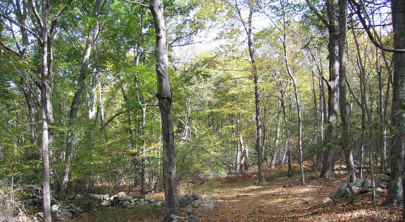 A stand of tall trees surround a leafy trail.