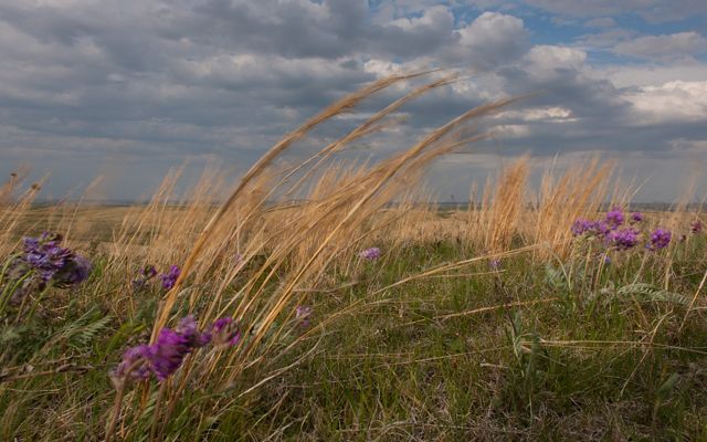 Closeup of prairie grasses blowing in the wind in a vast prairie.