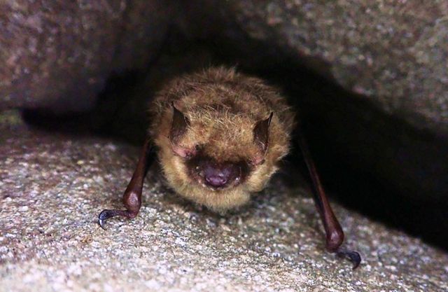 A furry brown bat rests on a rock.