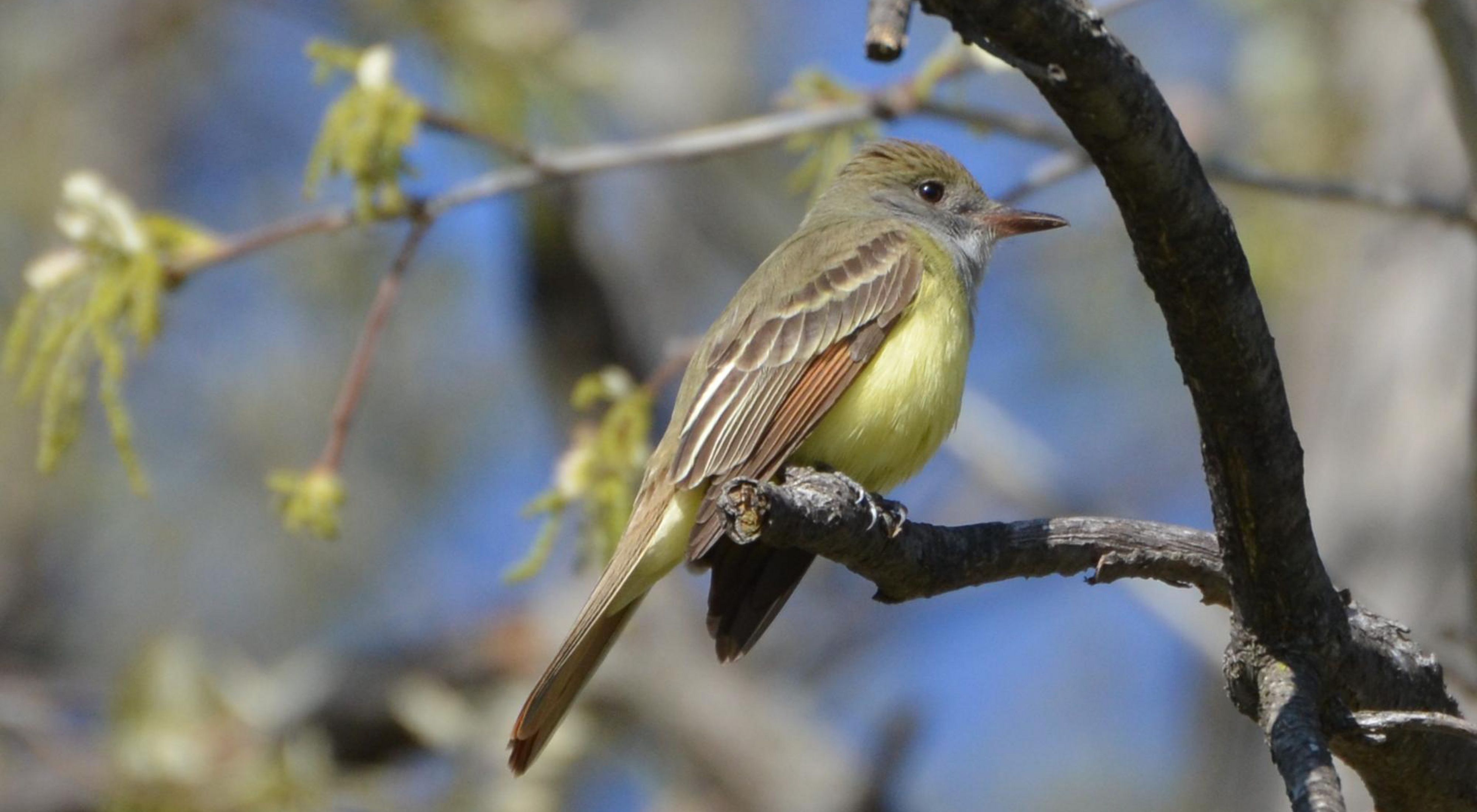 A great crested flycatcher sits on a branch