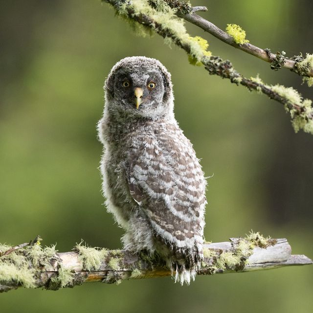 Great gray owl chick sitting on a branch spotted with lichens staring at camera, with blurred vegetation in the background.