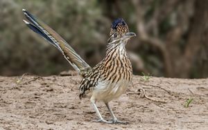 Mojave Desert Plants And Animals TNC In Nevada   Greater Roadrunner Andy Morffew  1640x1025 