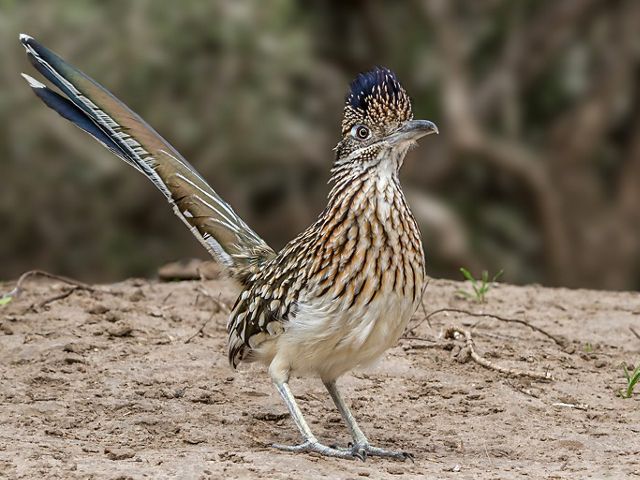 Greater roadrunner
