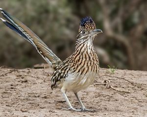 Greater roadrunner
