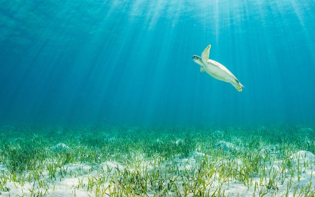 A green sea turtle in the waters of Eleuthera Island, The Bahamas, returns to the surface for a breath of fresh air after feeding on seagrass.