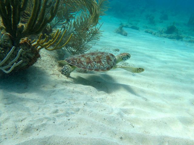 Green sea turtle, USVI