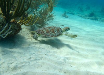 Underwater view of a green sea turtle swimming in tropical waters.