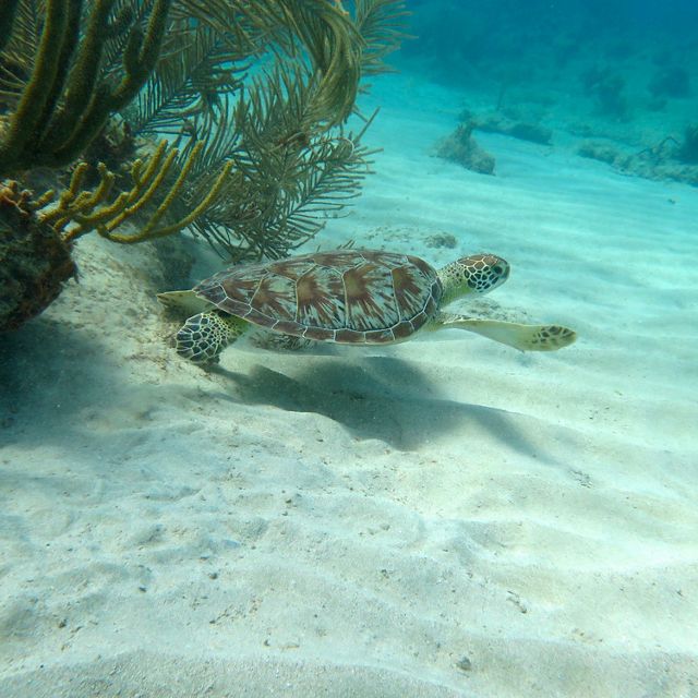 Underwater view of a green sea turtle swimming in tropical waters.