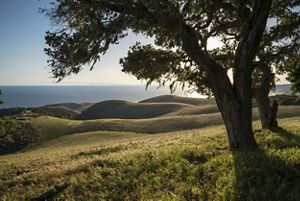 Rolling fields framed by a grove of trees with the Pacific Ocean in the distance.