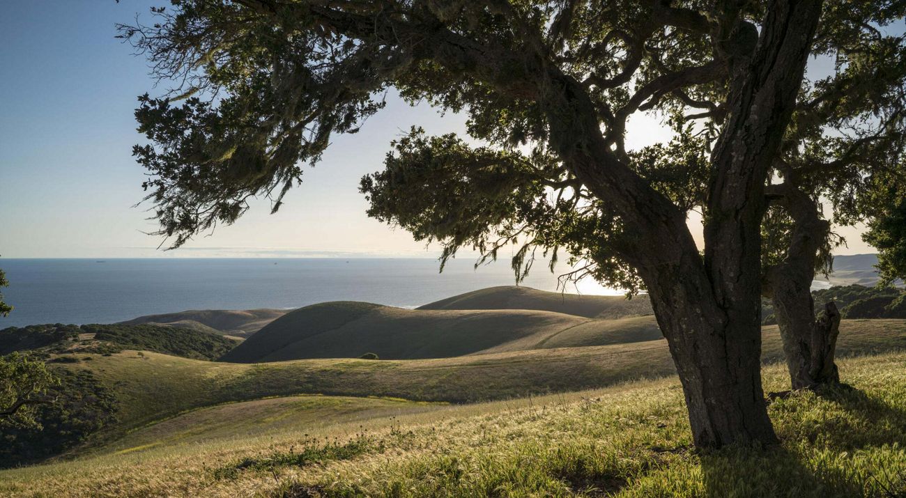 Rolling fields framed by a grove of trees with the Pacific Ocean in the distance.