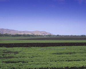 Fertile farmland in Salinas valley