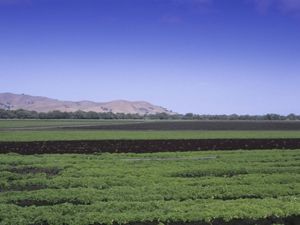 Fertile farmland in Salinas valley