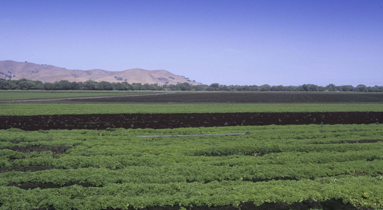 Green farmland with arid hills in the distance.