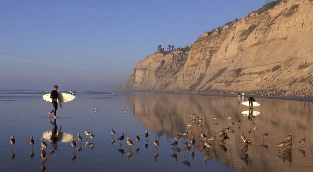 Surfers carry their boards along a beach lined with birds, bordered by a steep bluff over the ocean.