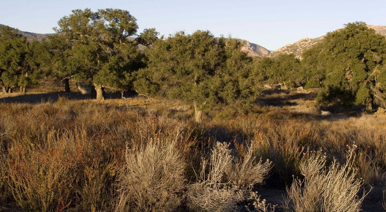 Low trees and brush in a meadow surrounded by mountainous terrain.