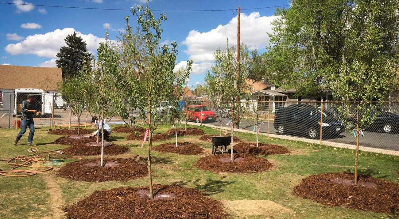 Newly planted trees surrounded by mulch in a yard.