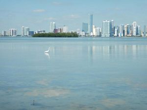 Bird in still waters of the bay with the skyline of Miami in the background.