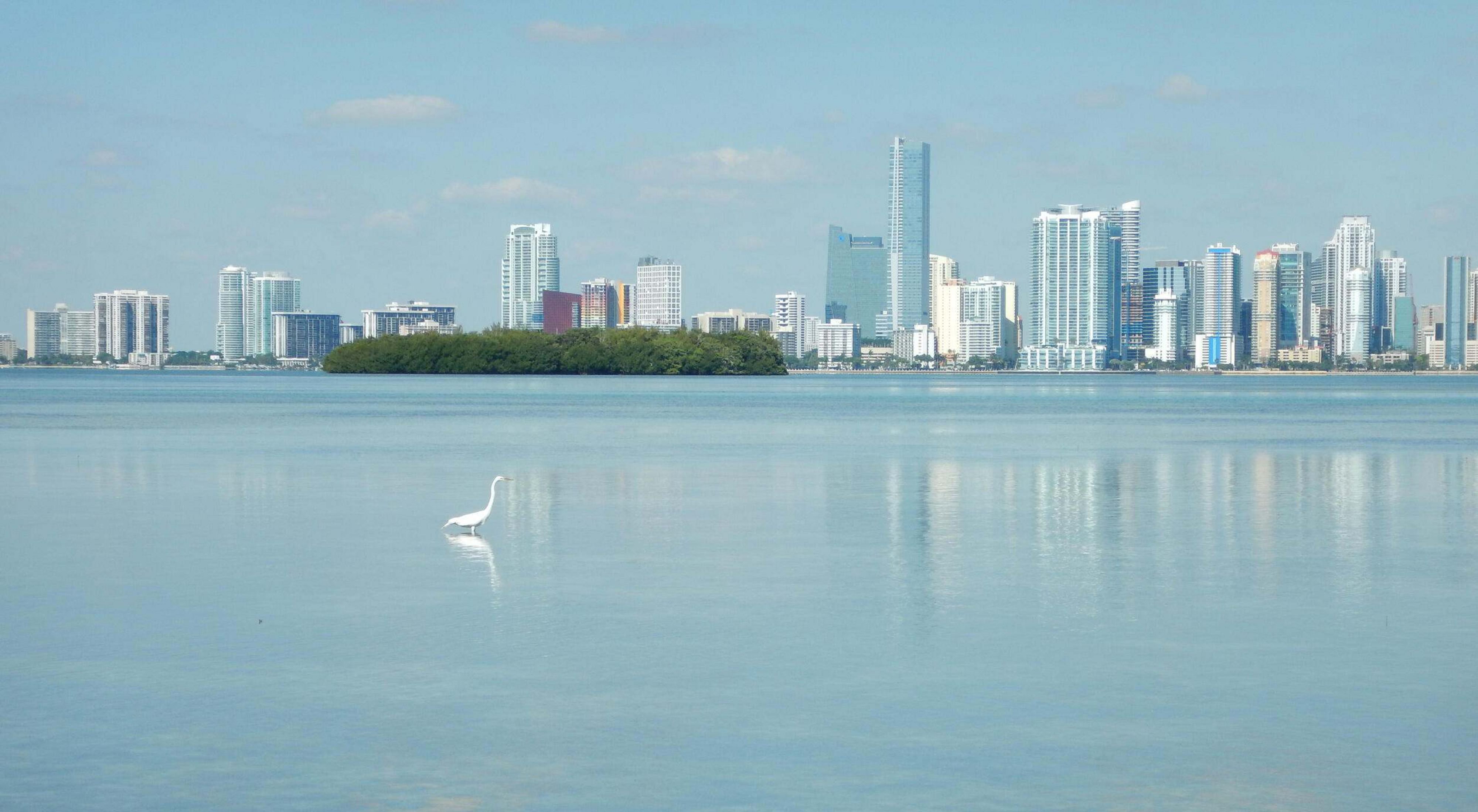 Bird in still waters of the bay with the skyline of Miami in the background.