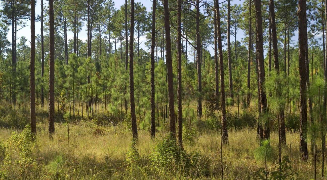 Large grove of trees in a longleaf pine forest.