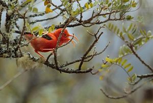 A red bird perched on a twig on a tree.