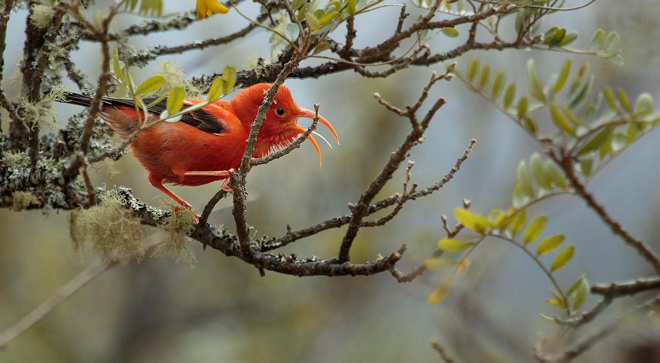 A red bird perched on a twig on a tree.