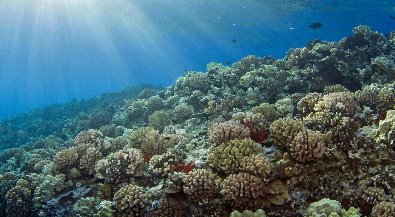 Underwater view of fish swimming past coral reef.