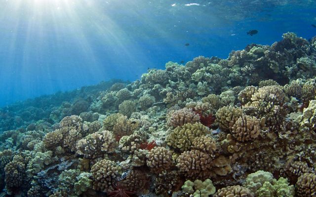 Nature Conservancy buys insurance for vulnerable coral reefs in Hawaii, Philanthropy news