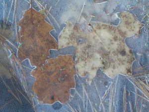 Leaves encased in ice in a river.