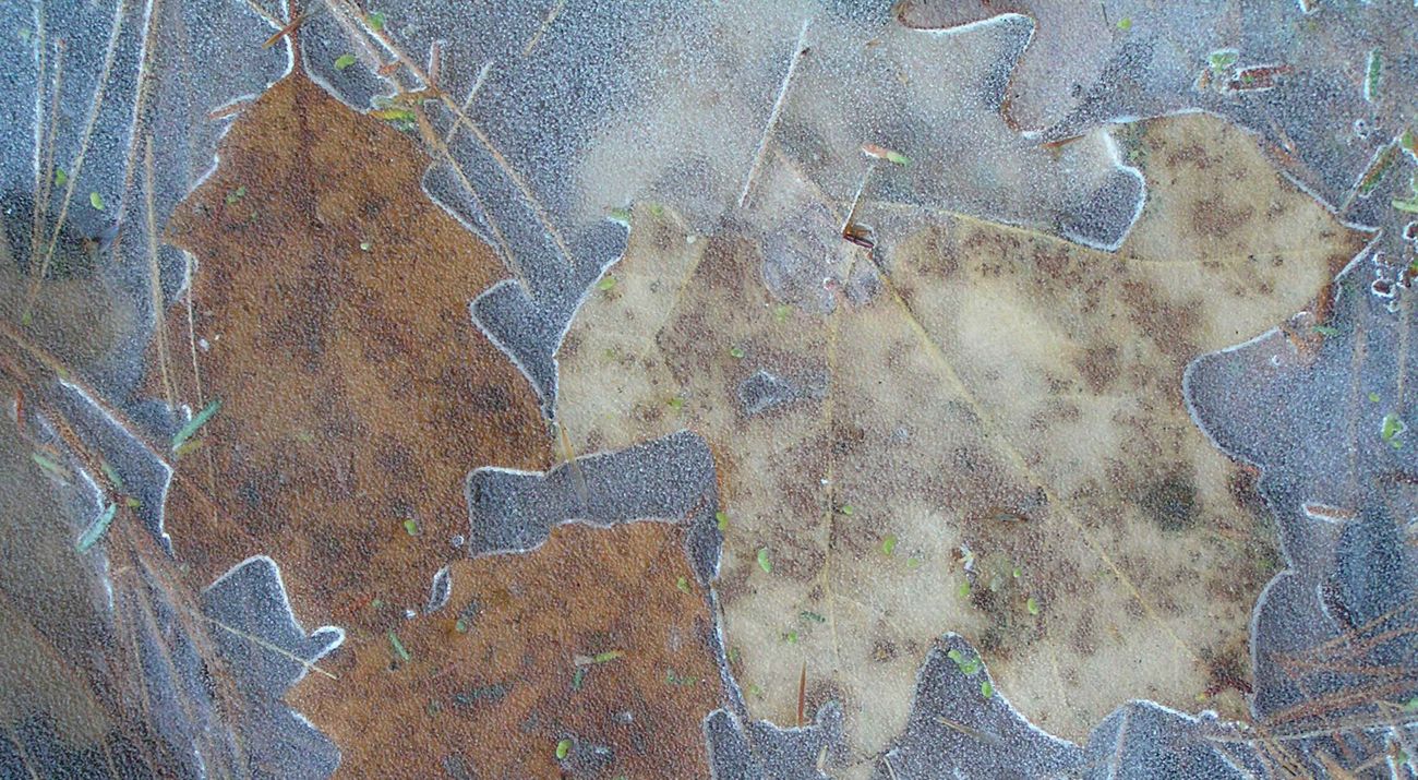 Leaves encased in ice in a river.
